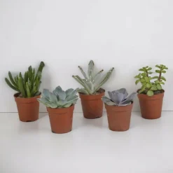 LA GREEN TOUCH - Coffret succulente - lot de 5 plantes h13cm