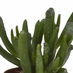 LA GREEN TOUCH - Coffret succulente - lot de 5 plantes h13cm