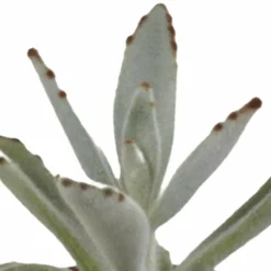 LA GREEN TOUCH - Coffret succulente - lot de 5 plantes h13cm