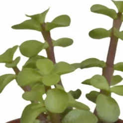 LA GREEN TOUCH - Coffret succulente - lot de 5 plantes h13cm