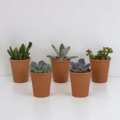 LA GREEN TOUCH - Coffret succulente et ses pots terracotta - lot de 5 plantes, h13cm