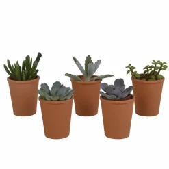 LA GREEN TOUCH - Coffret succulente et ses pots terracotta - lot de 5 plantes, h13cm