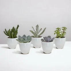 LA GREEN TOUCH - Coffret succulente & cactus + caches-pots blancs