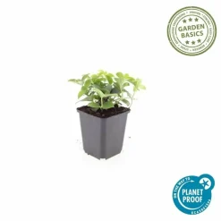 LA GREEN TOUCH - Cornouiller du canada x6 – entre 0,38 et 0,5m2