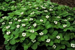 LA GREEN TOUCH - Cornouiller du canada x6 – entre 0,38 et 0,5m2