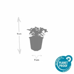 LA GREEN TOUCH - Cornouiller du canada x6 – entre 0,38 et 0,5m2