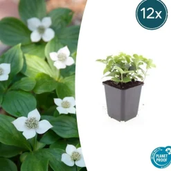 LA GREEN TOUCH - Cornouiller du canada x6 – entre 0,38 et 0,5m2