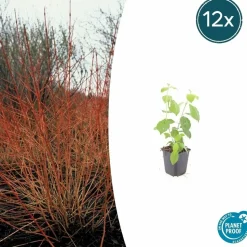 LA GREEN TOUCH - Cornouiller sanguin 'midwinter fire' x12 – entre 0,75 et 1m2