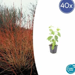 LA GREEN TOUCH - Cornouiller sanguin 'midwinter fire' x40 – entre 2,5 et 3,33m2