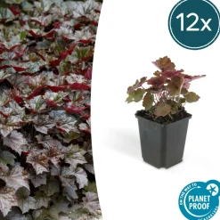 LA GREEN TOUCH - Cornouiller sanguin 'midwinter fire' x40 – entre 2,5 et 3,33m2