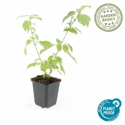 LA GREEN TOUCH - Cornouiller sanguin 'anny's winter orange' x6 – entre 0,38 et 0,5m2