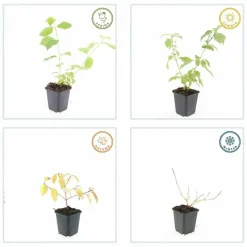 LA GREEN TOUCH - Cornouiller sanguin 'anny's winter orange' x40 – entre 2,5 et 3,33m2