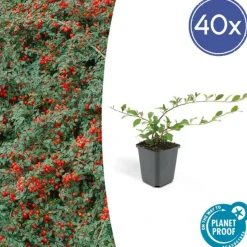 LA GREEN TOUCH - Cotonéaster de dammer x40 – entre 2,5 et 3,33m2