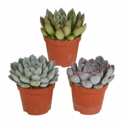 LA GREEN TOUCH - Echeveria, box de 3 plantes, h15cm