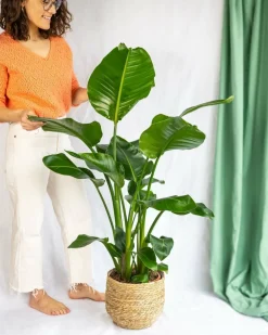 LA GREEN TOUCH - Grand strelitzia nicolai 100cm - plante d'intérieur