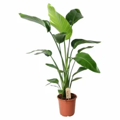 LA GREEN TOUCH - Grand strelitzia nicolai 100cm - plante d'intérieur