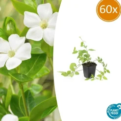 LA GREEN TOUCH - Grande pervenche 'alba' x60 – entre 3,75 et 5m2