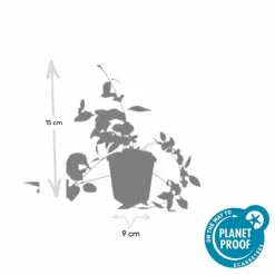 LA GREEN TOUCH - Grande pervenche 'alba' x12 – entre 0,75 et 1m2