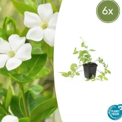 LA GREEN TOUCH - Grande pervenche 'alba' x6 – entre 0,38 et 0,5m2