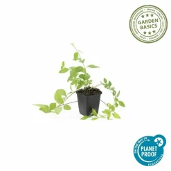 LA GREEN TOUCH - Grande pervenche 'alba' x6 – entre 0,38 et 0,5m2