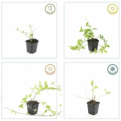 LA GREEN TOUCH - Grande pervenche 'alba' x6 – entre 0,38 et 0,5m2