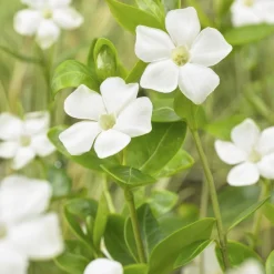 LA GREEN TOUCH - Grande pervenche 'alba' x40 – entre 2,5 et 3,33m2