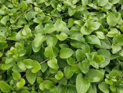 LA GREEN TOUCH - Grande pervenche 'alba' x40 – entre 2,5 et 3,33m2