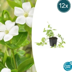 LA GREEN TOUCH - Grande pervenche 'alba' x40 – entre 2,5 et 3,33m2