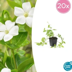 LA GREEN TOUCH - Grande pervenche 'alba' x40 – entre 2,5 et 3,33m2