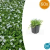 LA GREEN TOUCH - Isotoma fluviatilis 'alba' x60 – entre 3,75 et 5m2