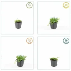 LA GREEN TOUCH - Isotoma fluviatilis 'alba' x60 – entre 3,75 et 5m2