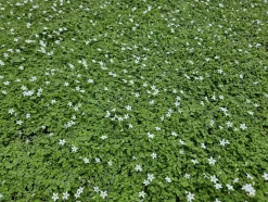LA GREEN TOUCH - Isotoma fluviatilis 'alba' x60 – entre 3,75 et 5m2