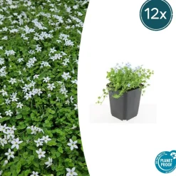 LA GREEN TOUCH - Isotoma fluviatilis 'alba' x60 – entre 3,75 et 5m2