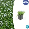 LA GREEN TOUCH - Isotoma fluviatilis 'alba' x40 – entre 2,5 et 3,33m2