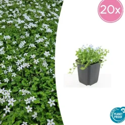 LA GREEN TOUCH - Isotoma fluviatilis 'alba' x40 – entre 2,5 et 3,33m2