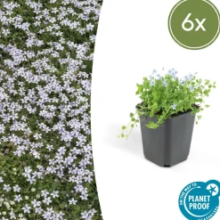 LA GREEN TOUCH - Isotoma fluviatilis x6 – entre 0,38 et 0,5m2