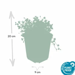 LA GREEN TOUCH - Isotoma fluviatilis x6 – entre 0,38 et 0,5m2