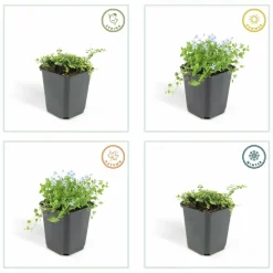 LA GREEN TOUCH - Isotoma fluviatilis x6 – entre 0,38 et 0,5m2