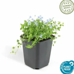 LA GREEN TOUCH - Isotoma fluviatilis x6 – entre 0,38 et 0,5m2