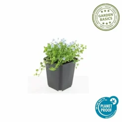 LA GREEN TOUCH - Isotoma fluviatilis 'alba' x20 – entre 1,25 et 1,67m2