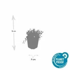 LA GREEN TOUCH - Isotoma fluviatilis 'alba' x20 – entre 1,25 et 1,67m2