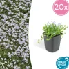 LA GREEN TOUCH - Isotoma fluviatilis x20 – entre 1,25 et 1,67m2