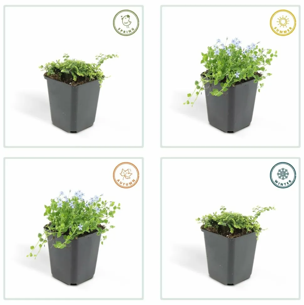 LA GREEN TOUCH - Isotoma fluviatilis x20 – entre 1,25 et 1,67m2