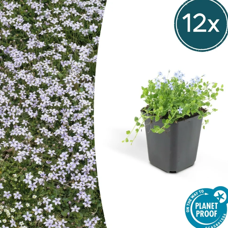 LA GREEN TOUCH - Isotoma fluviatilis x20 – entre 1,25 et 1,67m2