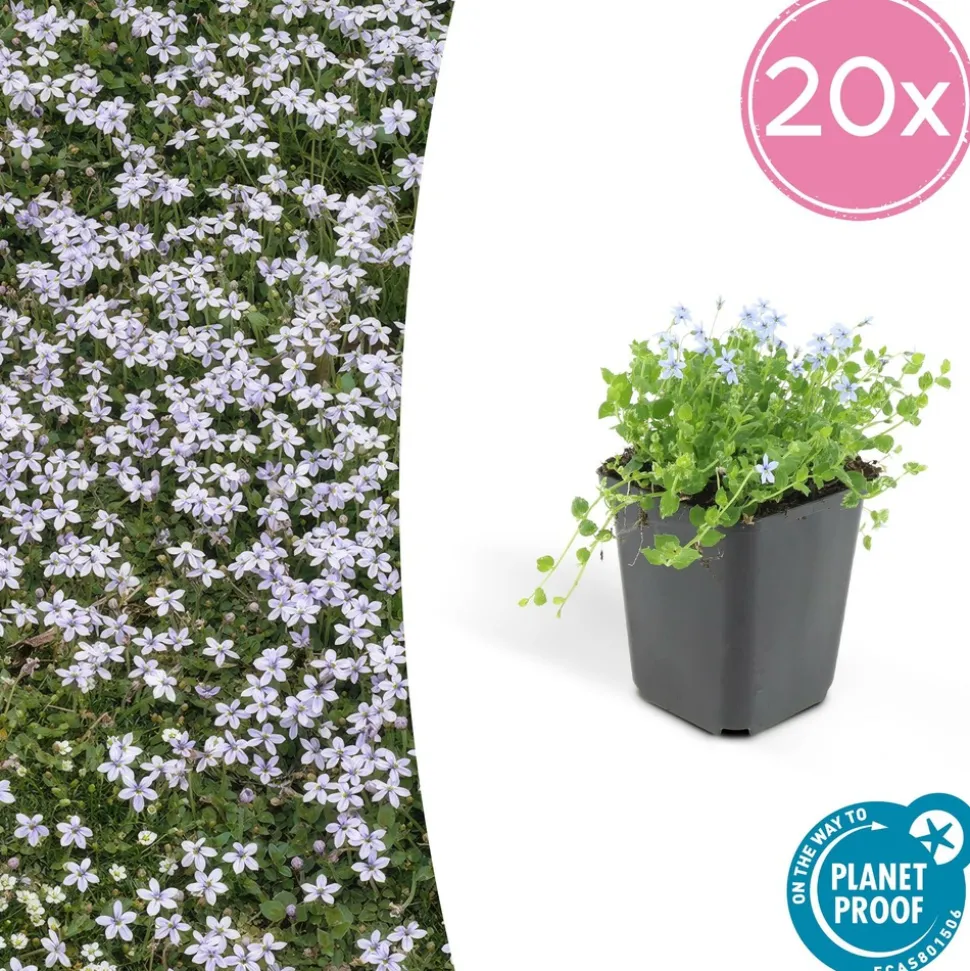 LA GREEN TOUCH - Isotoma fluviatilis x20 – entre 1,25 et 1,67m2