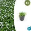 LA GREEN TOUCH - Isotoma fluviatilis 'alba' x6 – entre 0,38 et 0,5m2