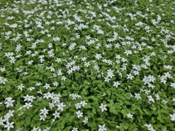 LA GREEN TOUCH - Isotoma fluviatilis 'alba' x6 – entre 0,38 et 0,5m2