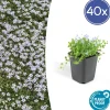 LA GREEN TOUCH - Isotoma fluviatilis x40 – entre 2,5 et 3,33m2