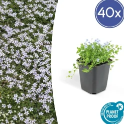 LA GREEN TOUCH - Isotoma fluviatilis x40 – entre 2,5 et 3,33m2