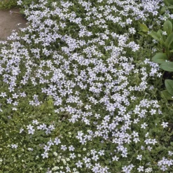 LA GREEN TOUCH - Isotoma fluviatilis x40 – entre 2,5 et 3,33m2